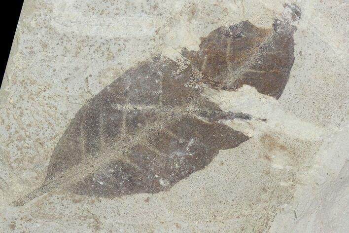 Fossil Leaf (Allophylus) - Green River Formation, Utah #99700